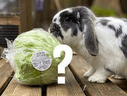 The Ultimate Guide to “Can Rabbits Eat Sugar Snap Peas?”