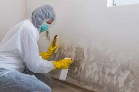 Behind the Walls: Exploring the Importance of Professional Mold Inspections