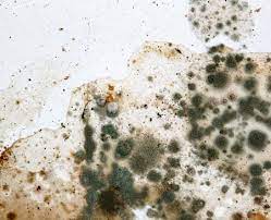 Preventing Mold After Water Damage: The Crucial Role of Post-Damage Inspections