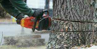 Unveiling the Beauty of Your Landscape: How Professional Tree Services Can Transform Your Property